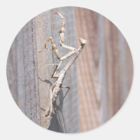 Rezando Mantis Sticker