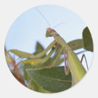 Rezando Mantis Stickers