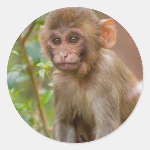 Adesivo Redondo Rhesus Monkey Baby, Monkey Temple, Jaipur