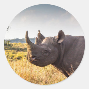 Adesivo Redondo Rhino Sticker