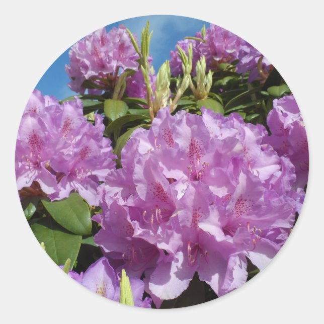 Adesivo Redondo Rhododendron (Frente)