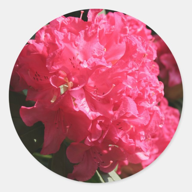Adesivo Redondo Rhododendron rosa (Frente)