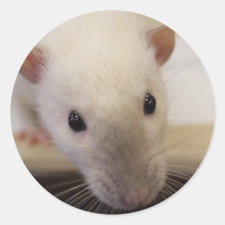 Adesivo Redondo Rico Siamese