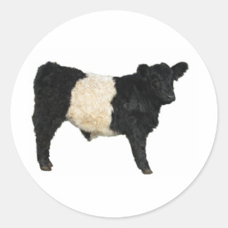 Adesivo Redondo Rico um Oreo? Vaca Galloway Belga