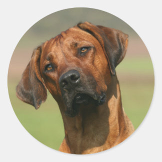 Adesivo Redondo Ridgeback autocolante