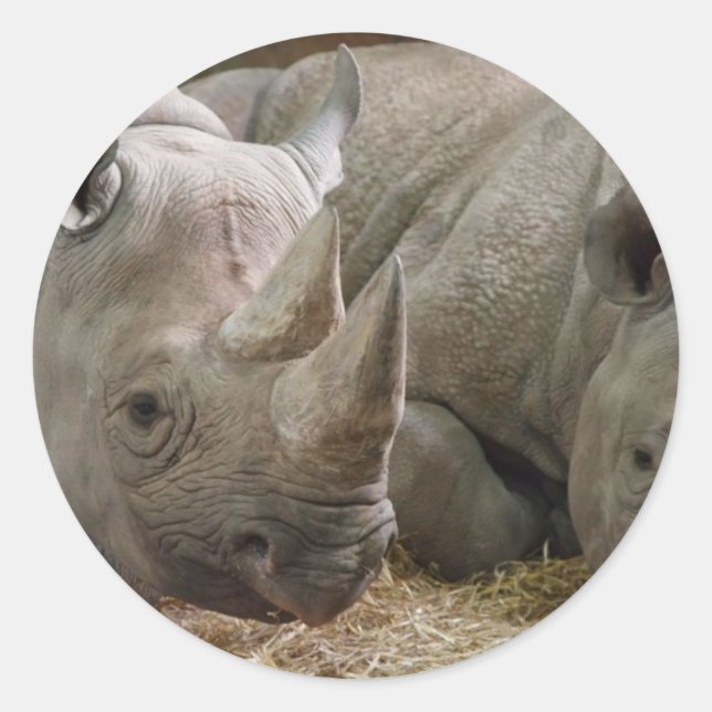 Adesivo Redondo Rinocerontes com Sono (Frente)