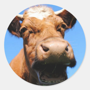 Adesivo Redondo Rir vaca