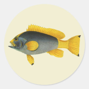 Adesivo Redondo Robalo Azul e Amarelo, Vida Marinha Vintage