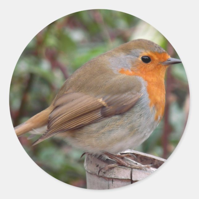 Adesivo Redondo Robin (Frente)