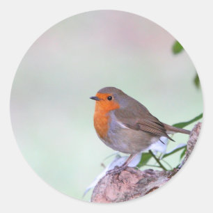 Adesivo Redondo Robin