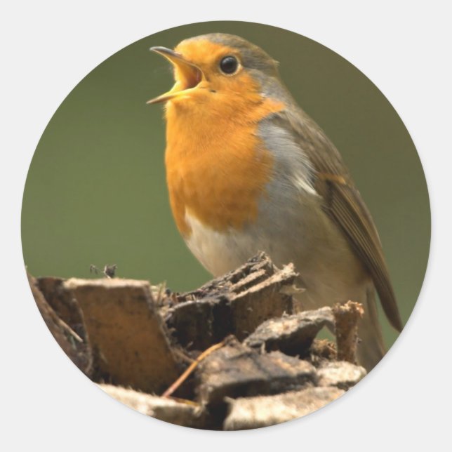 Adesivo Redondo Robin Singing Stickers (Frente)
