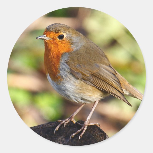 Adesivo Redondo Robin Sticker (Frente)