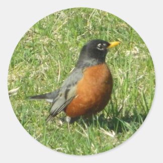 Adesivo Redondo Robin Sticker Americano
