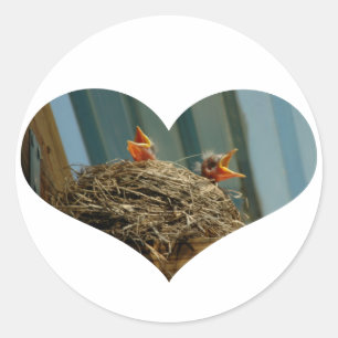 Adesivo Redondo Robins para bebês