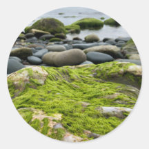 Rochas de Motos Verdes