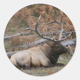 Adesivo Redondo Rocky Mountain Elk