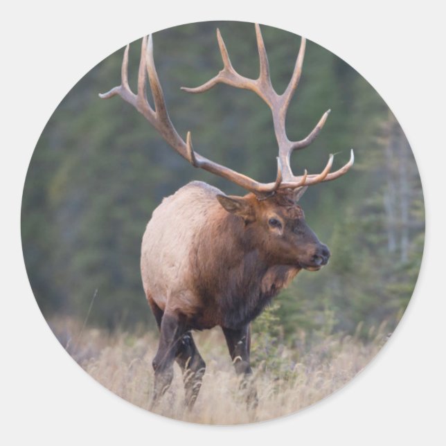Adesivo Redondo Rocky Mountain Elk (Frente)