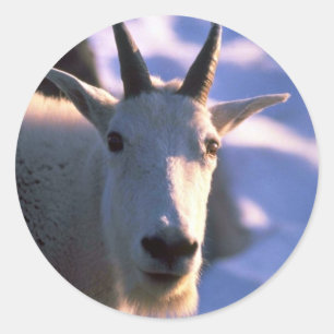Adesivo Redondo Rocky Mountain Goat Head