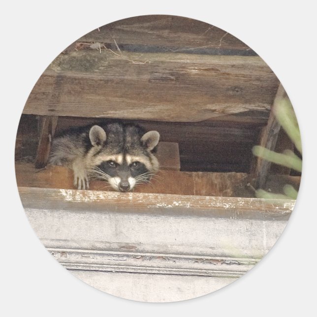 Adesivo Redondo Roofie Raccoon Sticker (Frente)