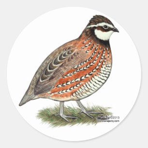Adesivo Redondo Rooster Bobwhite Quail