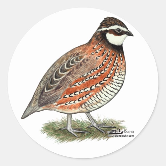 Adesivo Redondo Rooster Bobwhite Quail (Frente)