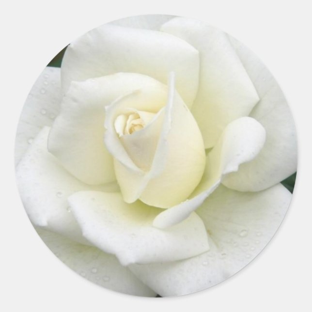 Adesivo Redondo Rosa (Frente)