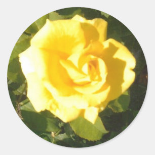 Adesivo Redondo Rosa Amarela