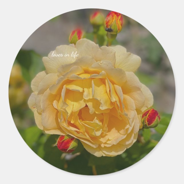 Adesivo Redondo Rosa Amarela (Frente)