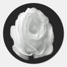 rosa-branca-no-fundo-preto