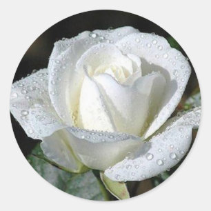 Adesivo Redondo Rosa branco com orvalho