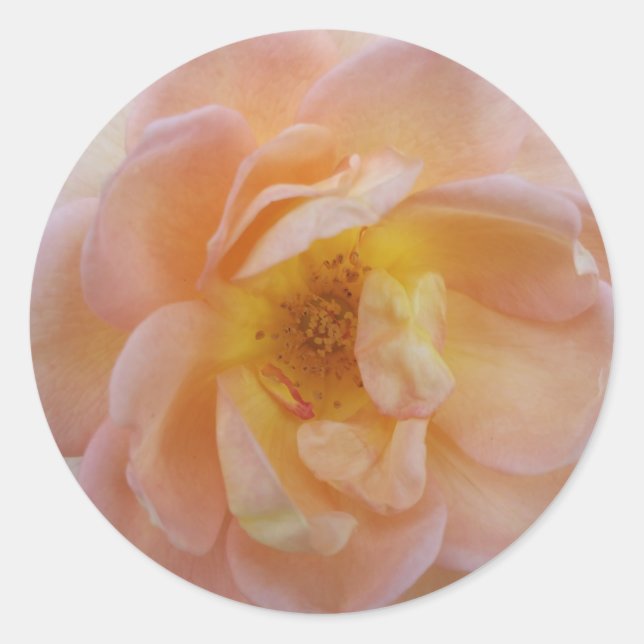 Adesivo Redondo Rosa Cor de Pêssego (Frente)