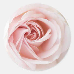 Adesivo Redondo Rosa Cor-de-Rosa e Madeira Branca Chá Esfarrapado