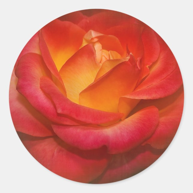 Adesivo Redondo Rosa de chamamento no pergaminho (Frente)