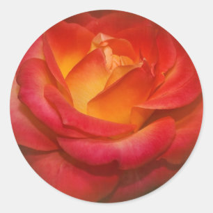 Adesivo Redondo Rosa de chamamento no pergaminho