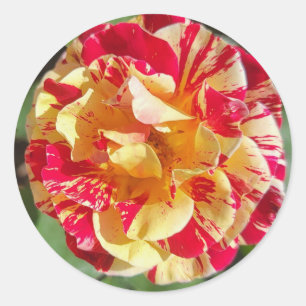 Adesivo Redondo Rosa de Colagem Variegada Vermelha e Amarela