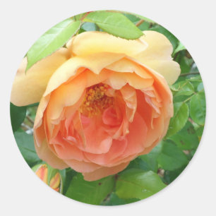 Adesivo Redondo Rosa de cor laranja