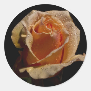 Adesivo Redondo Rosa de laranja 1