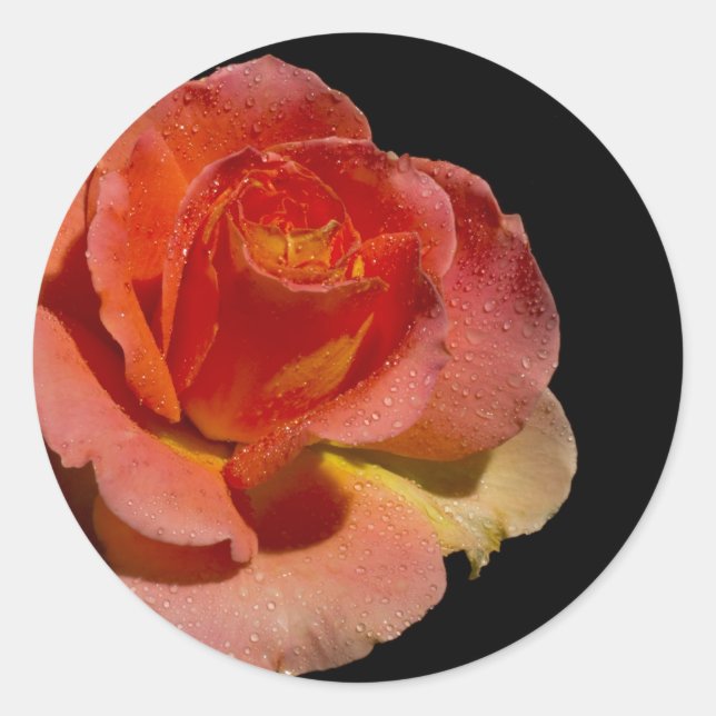 Adesivo Redondo Rosa de laranja 2 (Frente)