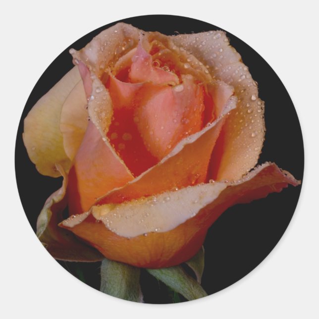 Adesivo Redondo Rosa de laranja 3 (Frente)