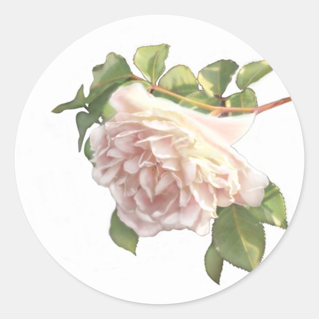 Adesivo Redondo Rosa de Marfim Corada (Frente)