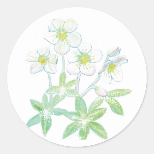 Adesivo Redondo Rosa de Natal, Ilustração Helleborus niger  