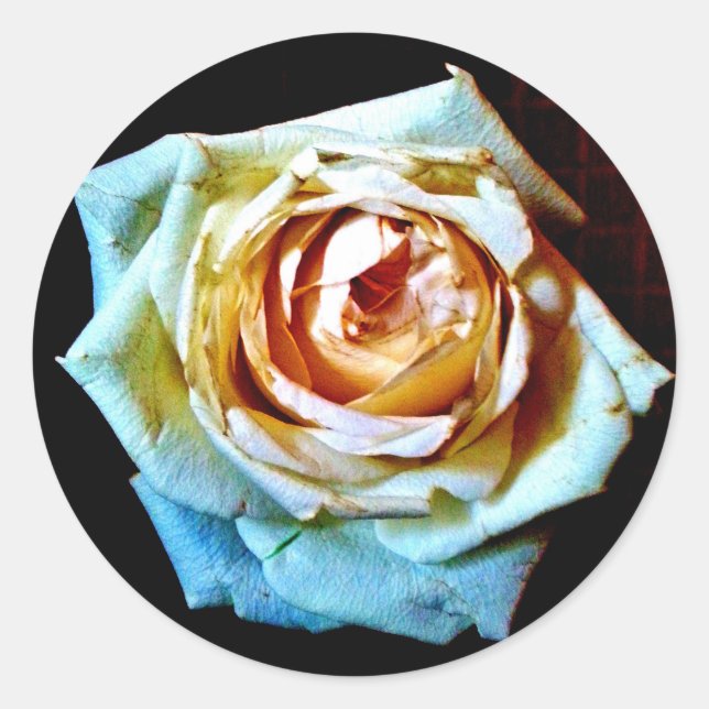 Adesivo Redondo Rosa de Pêssego (Frente)