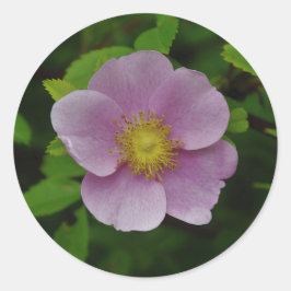 Adesivo Redondo Rosa do rosa selvagem