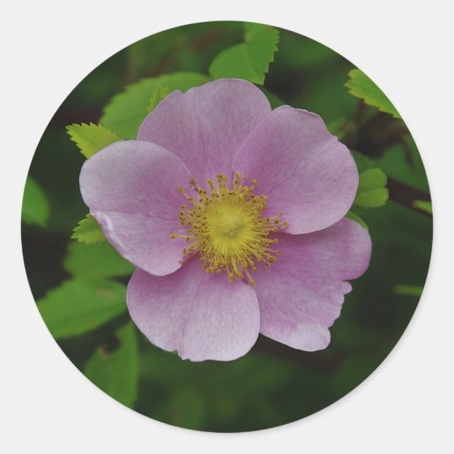 Adesivo Redondo Rosa do rosa selvagem (Frente)