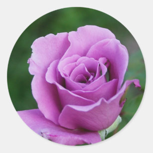 Adesivo Redondo Rosa do roxo