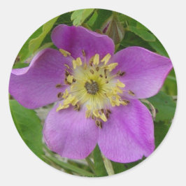 Adesivo Redondo Rosa Espinhosa de Alberta Rosa Selvagem