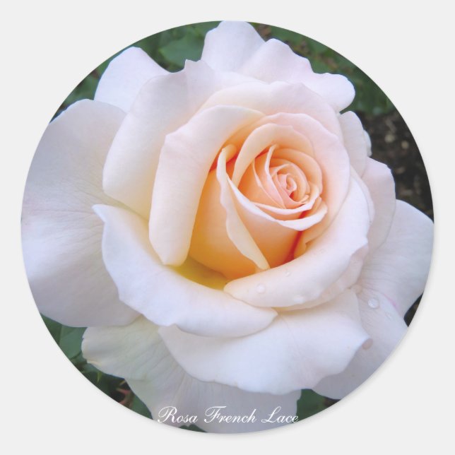 Adesivo Redondo Rosa French Lace：Round Seal (Frente)