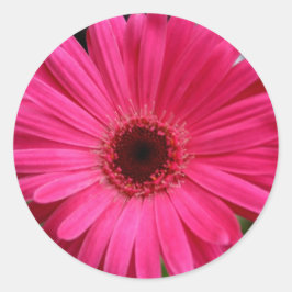 Adesivo Redondo Rosa Gerbera Daisy