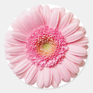 Adesivo Redondo Rosa Gerbera Daisy