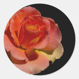 Adesivo Redondo Rosa laranja